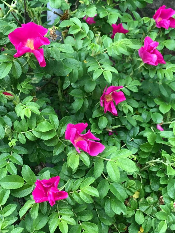 Stenhaella Bed&Breakfast Holmsjö 外观 照片